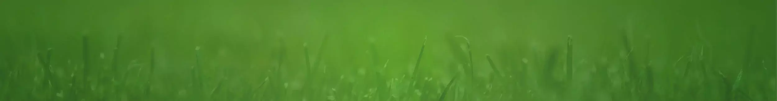 Blades of grass on green background