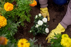 Gloved hands planting white flowers in soil.