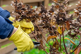 Gloved hands pruning the branches of a small shrub.