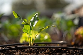 Seedlings sprouting from soil next to the black tubing of an irrigation system.