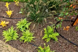 Black tubing running along the ground in between bright green ferns, flowers, and a fountain grass plant.