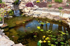 A backyard pond.