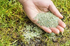 A hand holding grass seed over freshly sprouting grass.