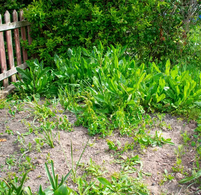 Weeds growing near a patch of exposed dirt, a shrub, and a wooden fence.