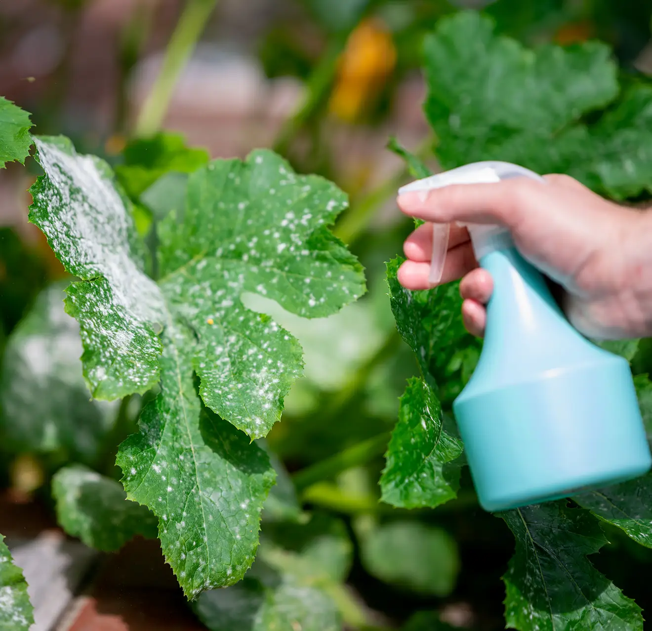 A hand using a small spray bottle to apply pesticide to the green leaves of a plant.