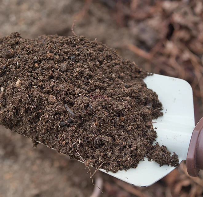 Soil in trowel.