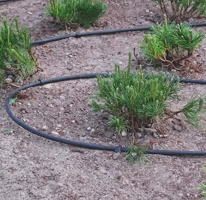 The tubing of an irrigation system running along the ground in between small shrubs.