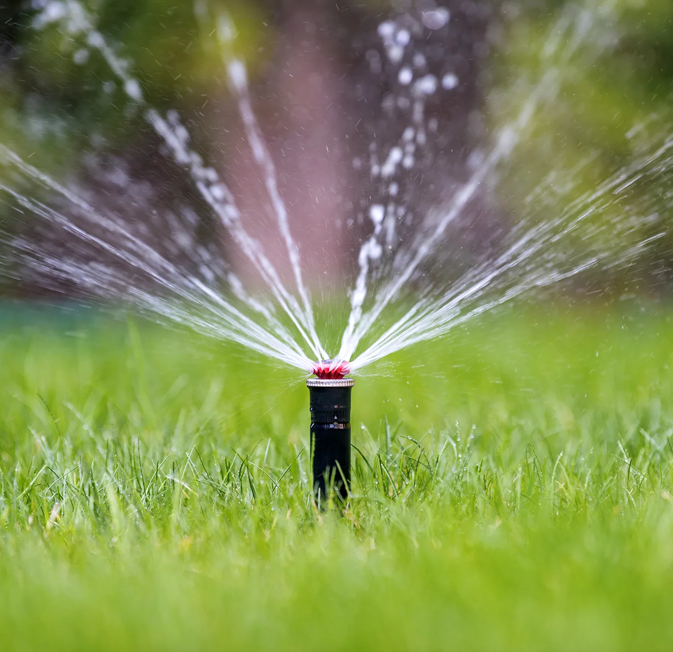 A sprinkler head installed in grass and spraying water.