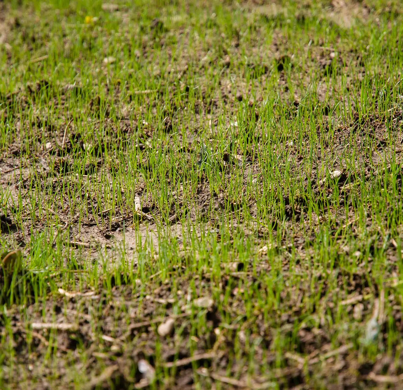 Freshly sowed grass growing in spring.