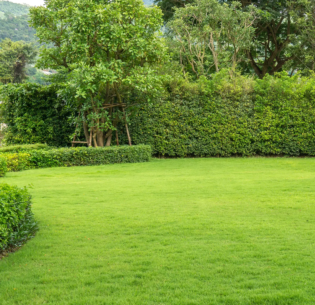 A lush, green backyard with a healthy lawn, bordered by a tall hedge and trees.