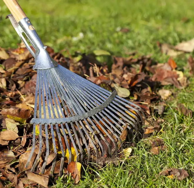 A rake and a pile of leaves.