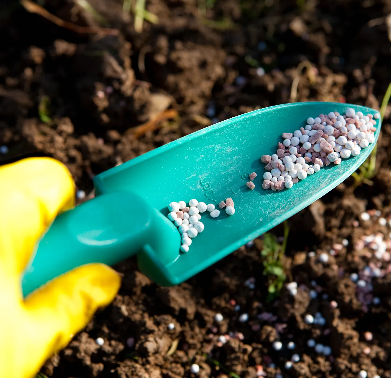 A gloved hand spreading fertilizer on soil with a garden hand trowel.