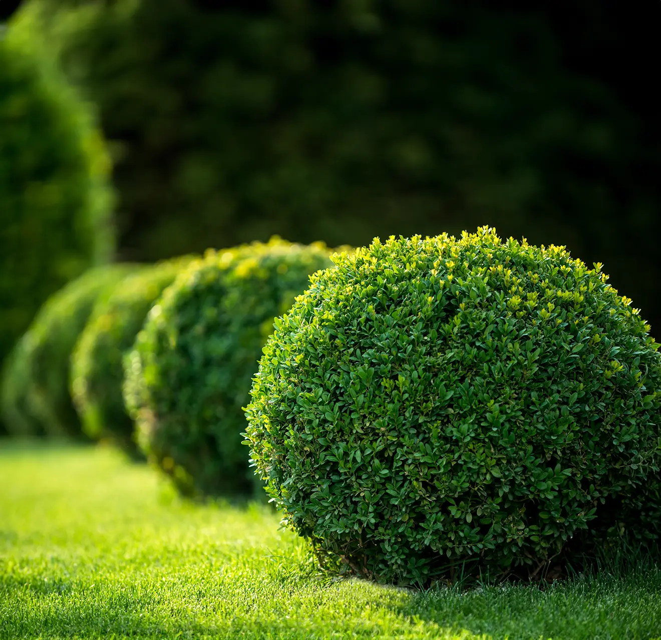 A row of rounded, well-manicured, bright green shrubs.