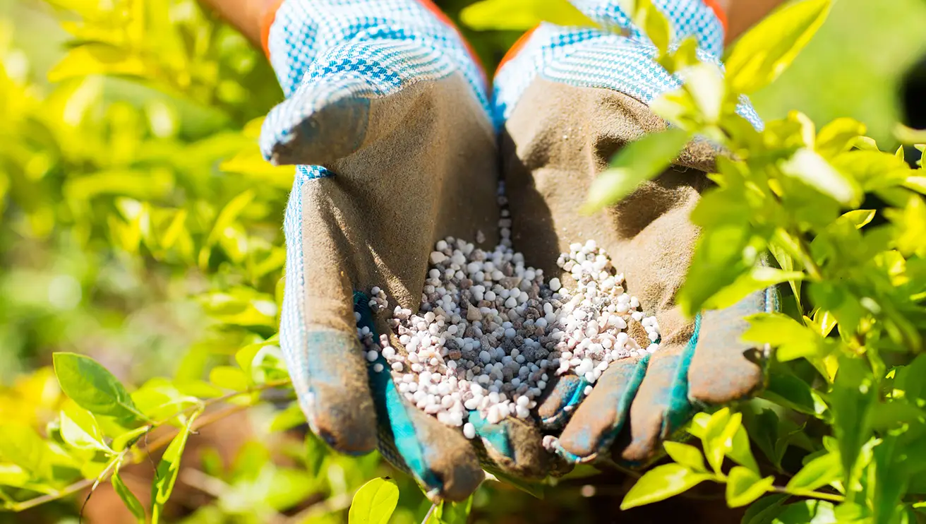 Gloved hands holding fertilizer pellets over the branches of a shrub.