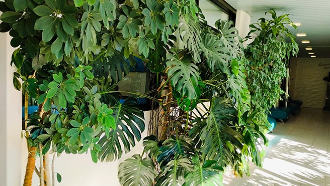 Trees and a monstera plant in a lobby.