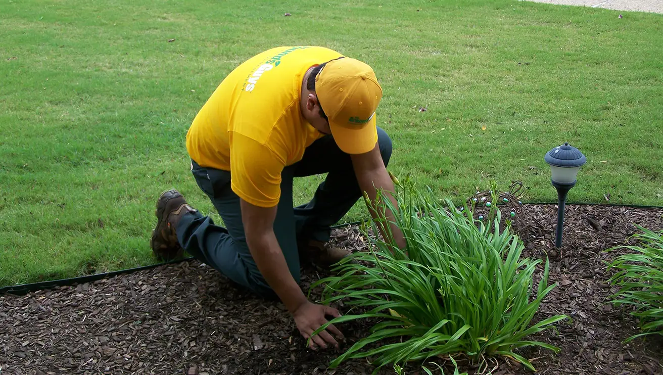 Grounds Guys mulching around hostas.