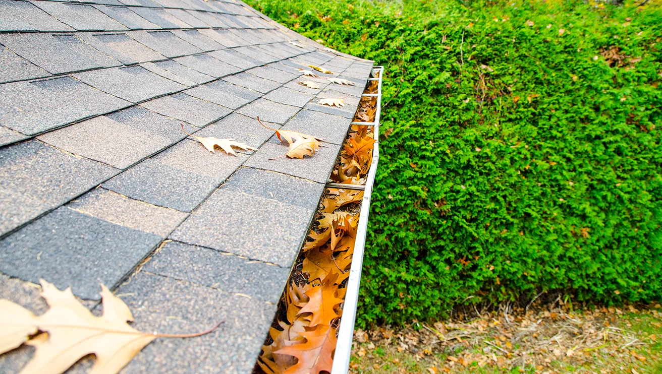 Leaves on gutter.