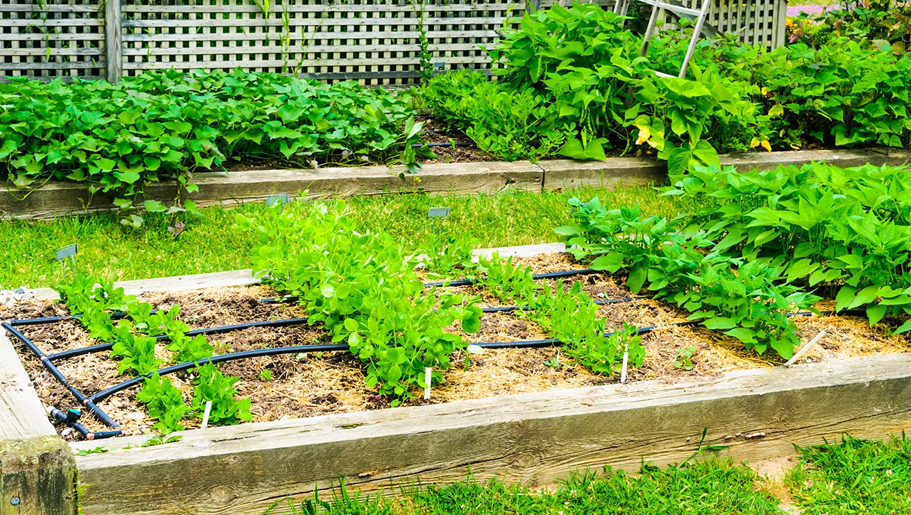 A raised vegetable garden with thriving plants, outfitted with black irrigation tubes and pine mulch.