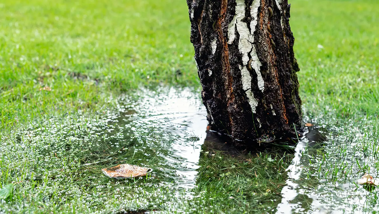 The base of a tree and a portion of a lawn with flooding due to excessive rain.