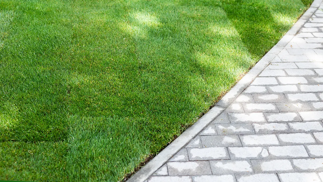 Freshly installed sod next to a stone walkway.