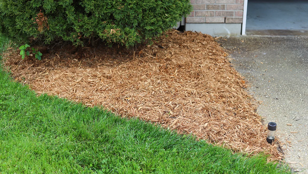 Freshly placed mulch next to a shrub.