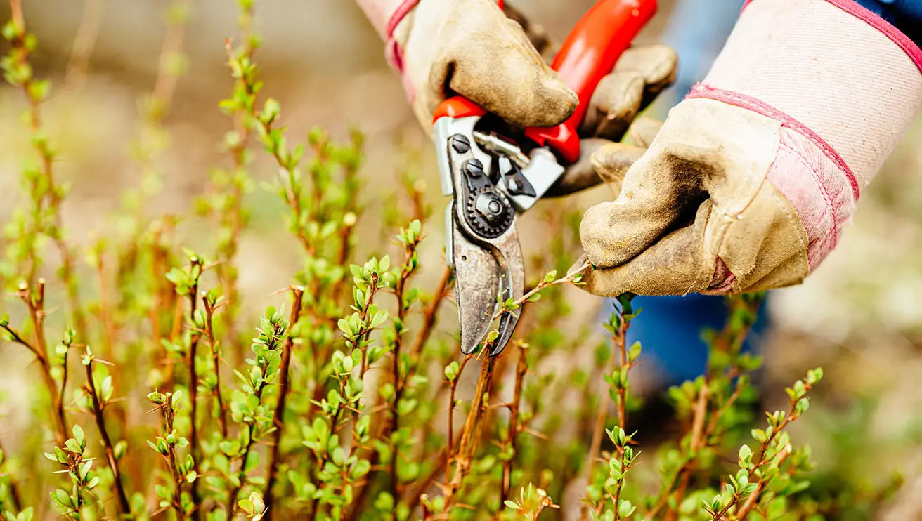 Gloved hands using garden shears to trim the branch of a shrub.