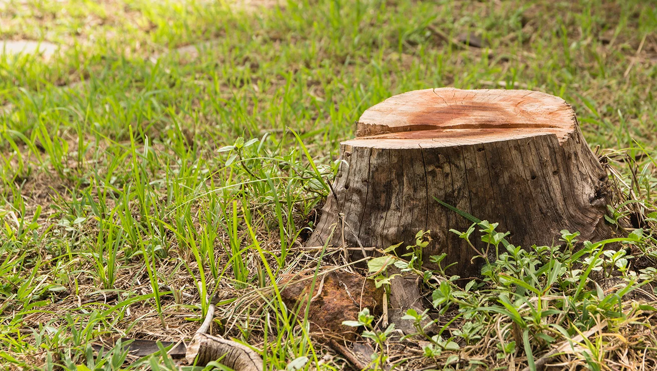 Freshly cut tree stump in a field of grass.