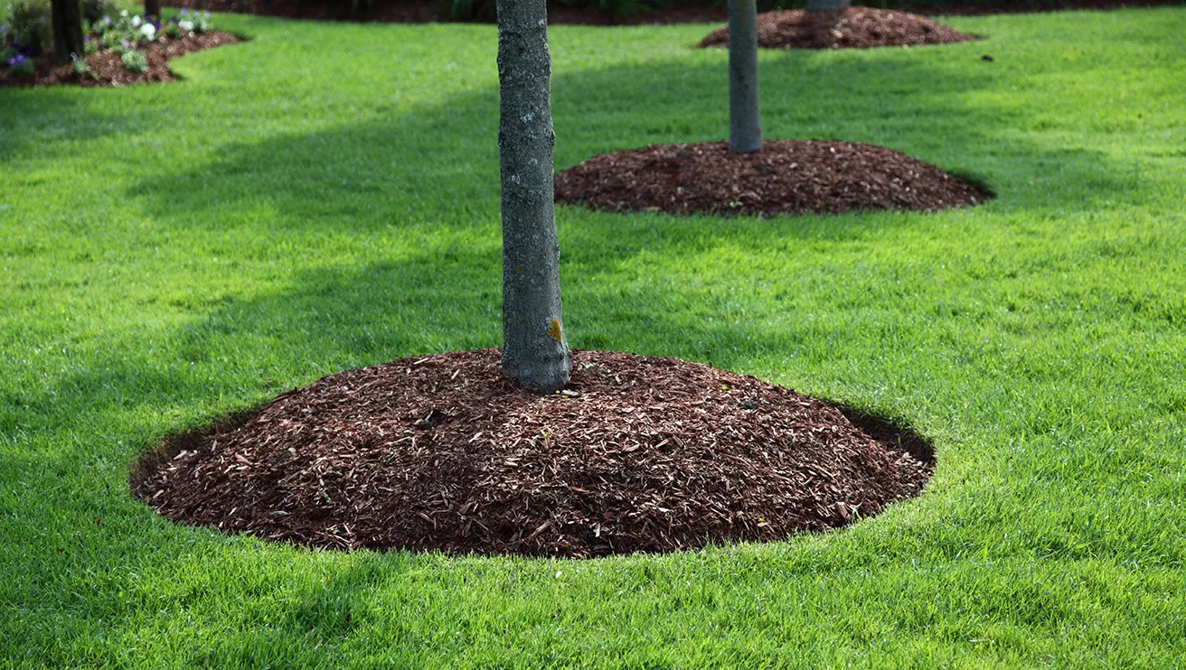 The bases of several trees framed by brown mulch beds and a vibrant, green lawn.