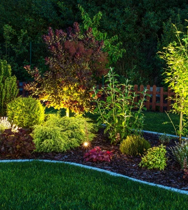 A variety of plants and shrubs in a mulch bed lit by outdoor lighting.