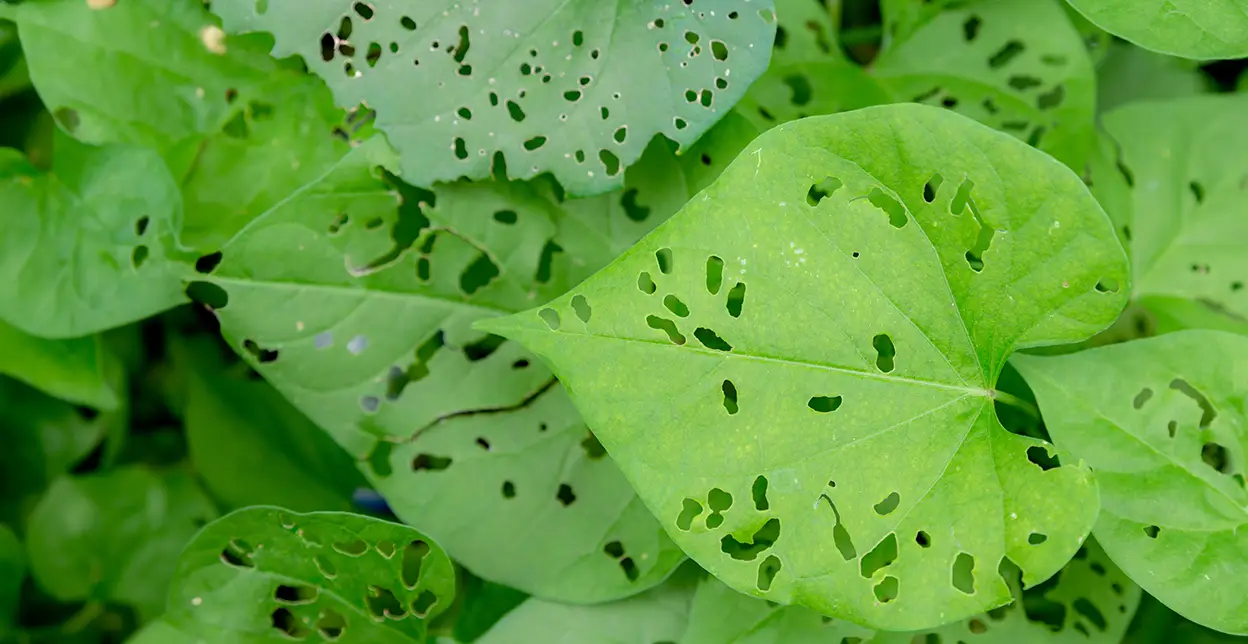 Big green leaves with small bite holes in them.