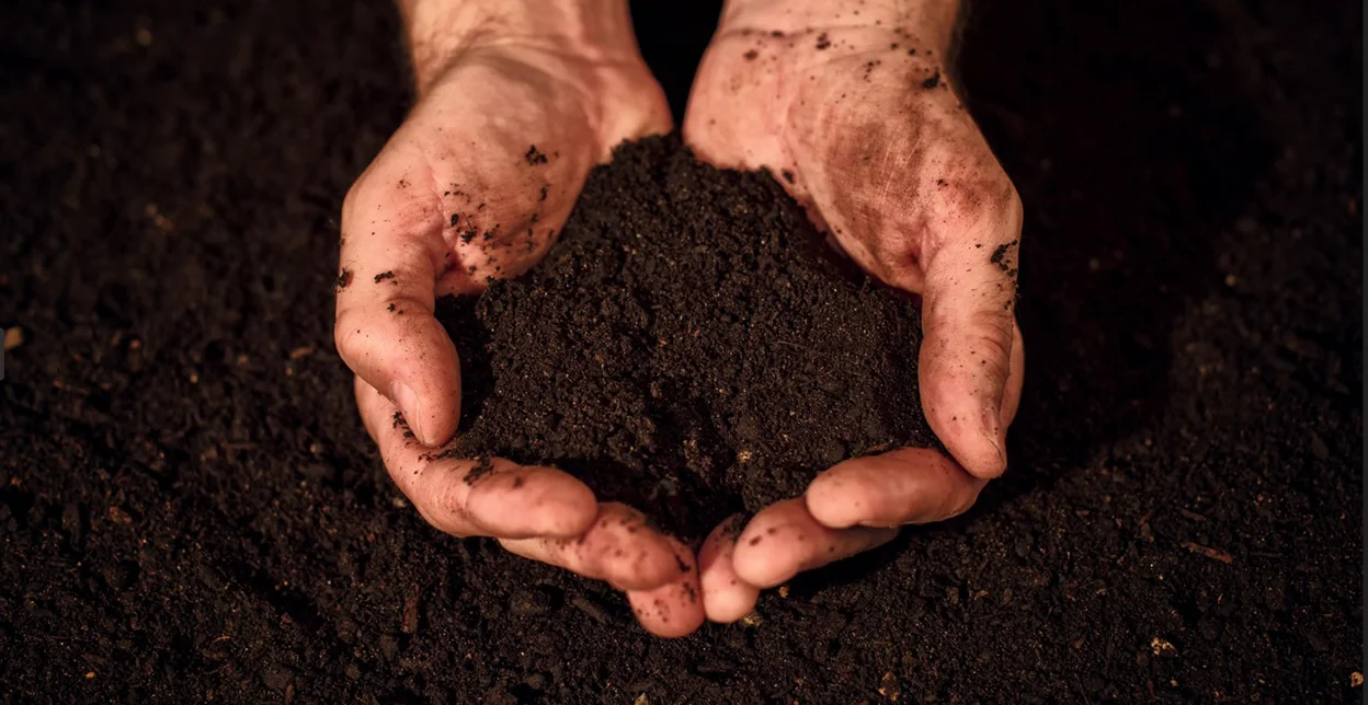 Hands holding a clump of dirt.