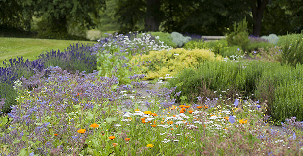 A colorful flower bed.