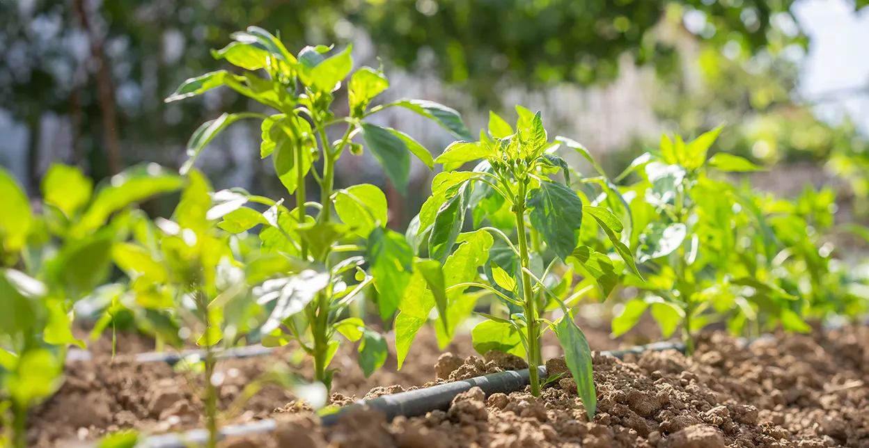 Piping for a drip irrigation system installed in soil, with green pepper seedlings sprouting around it.