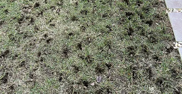 An aerated lawn, with the small holes made by the aerator visible.