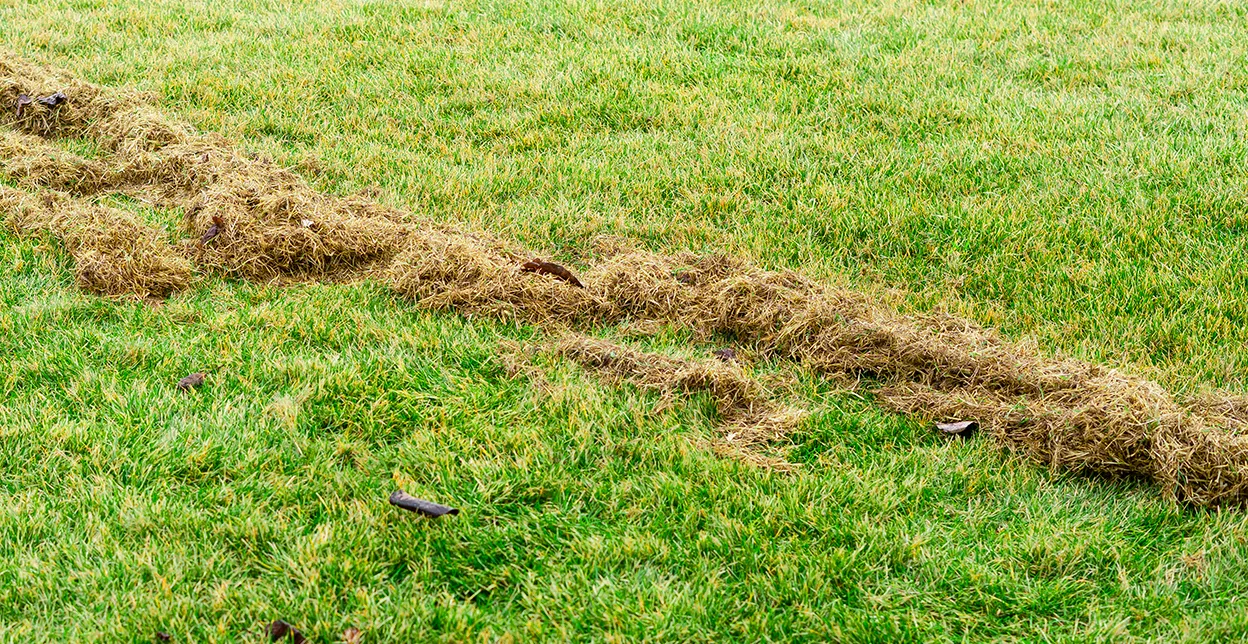 A bright green lawn with a line of thatch, or dead grass and leaves, in the middle.