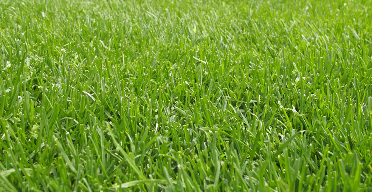 Blades of grass on a lush, vibrant lawn.