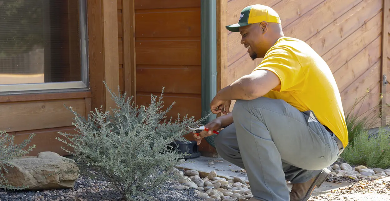 The Grounds Guys service professional crouching next to a small bush and pruning its branches.