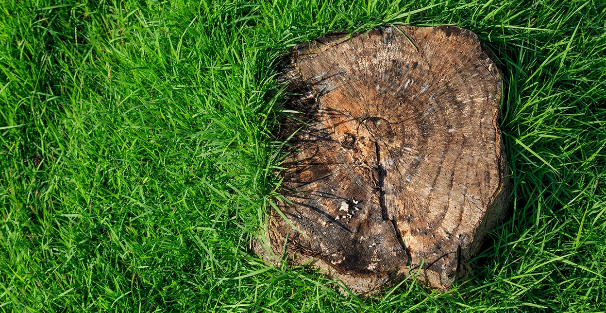 A tree stump on green grass with visible tree rings.