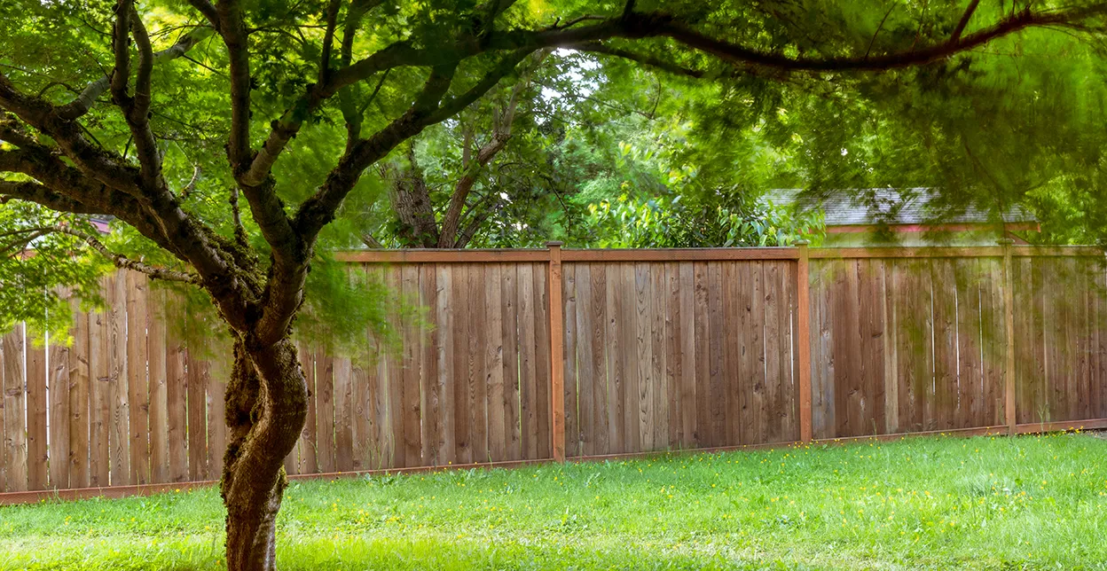 A green maple tree in a backyard, with wood fence and healthy green lawn visible.