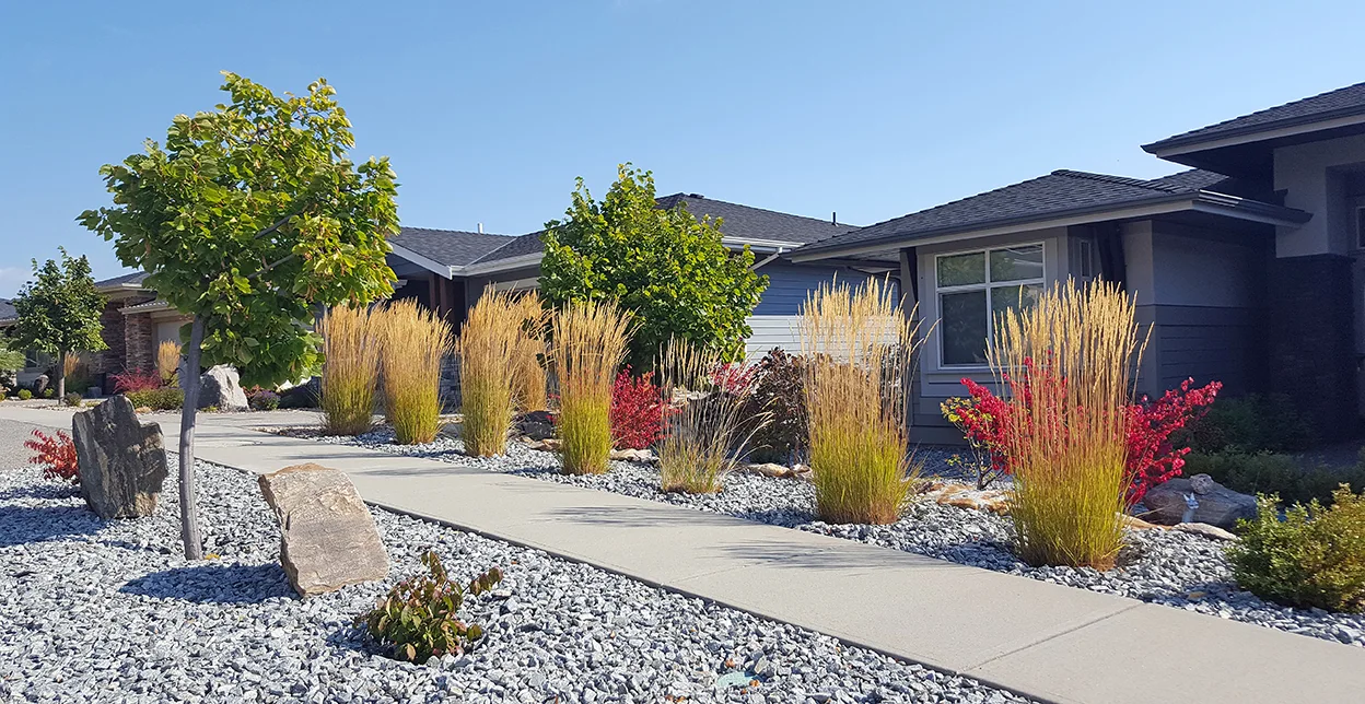 Two home' front yards with white rock beds instead of grass lawns, tall grasses, and flowering plants.