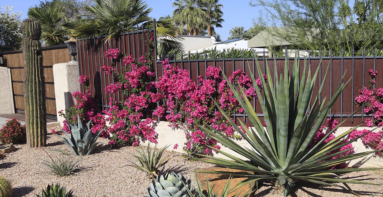 Large cacti and flowering plants in a rock bed garden.