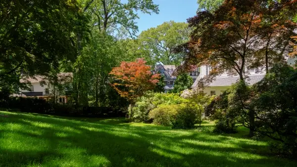 Trees on a residential landscape