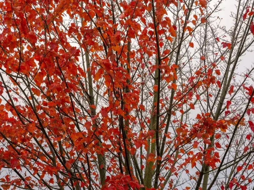 Amur maple tree with red leaves.