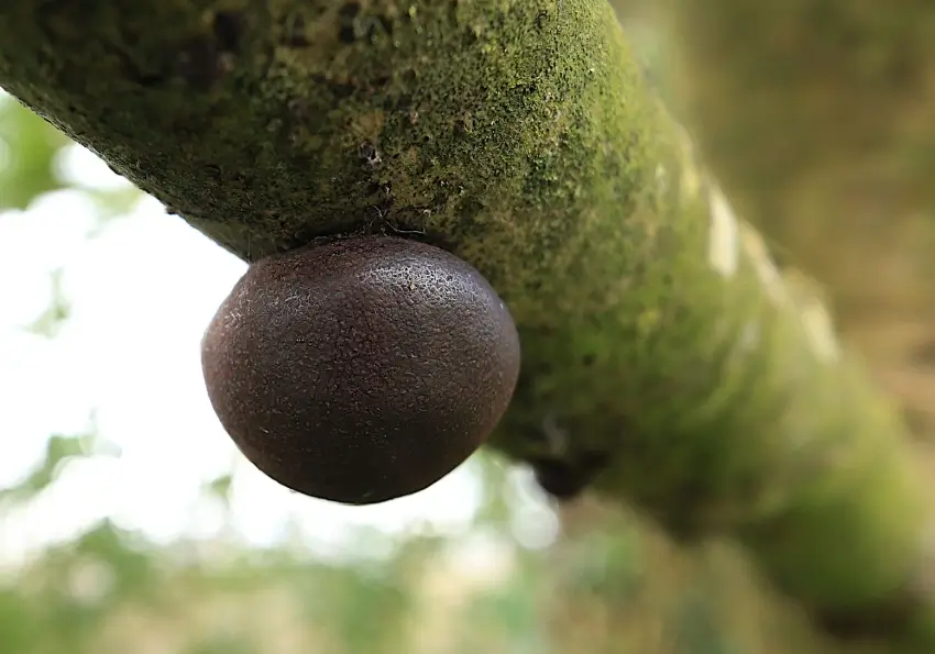 Ash tree branch with fungal growth from heart rot.