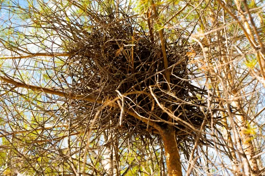 Cluster of twigs from ash yellows disease on a tree.