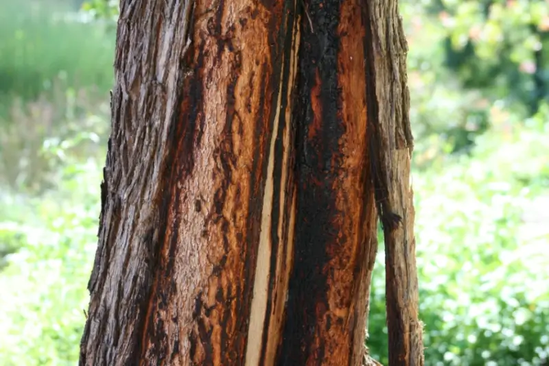 Bark breaking off of a tree trunk.