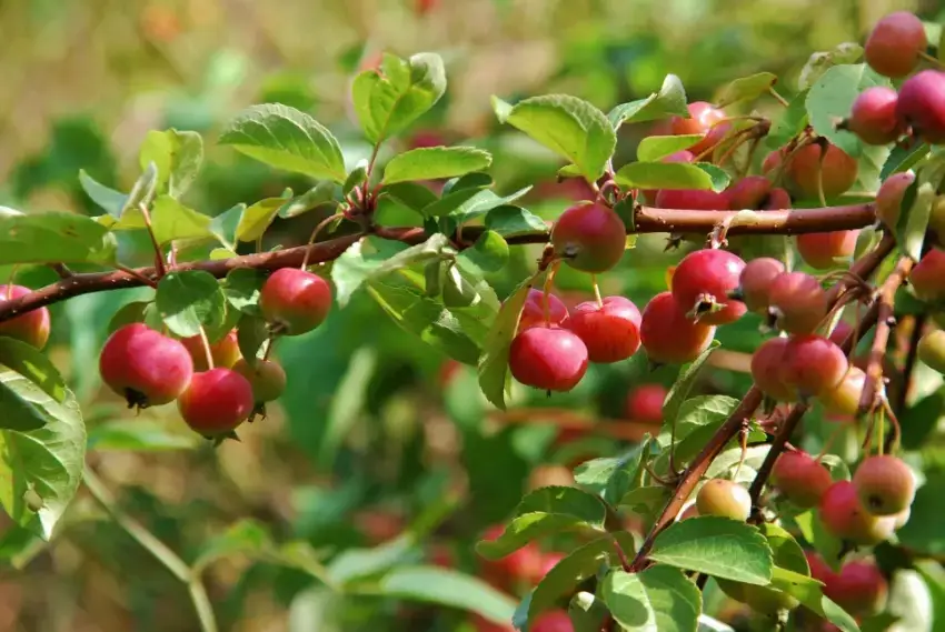 Crabapple tree.