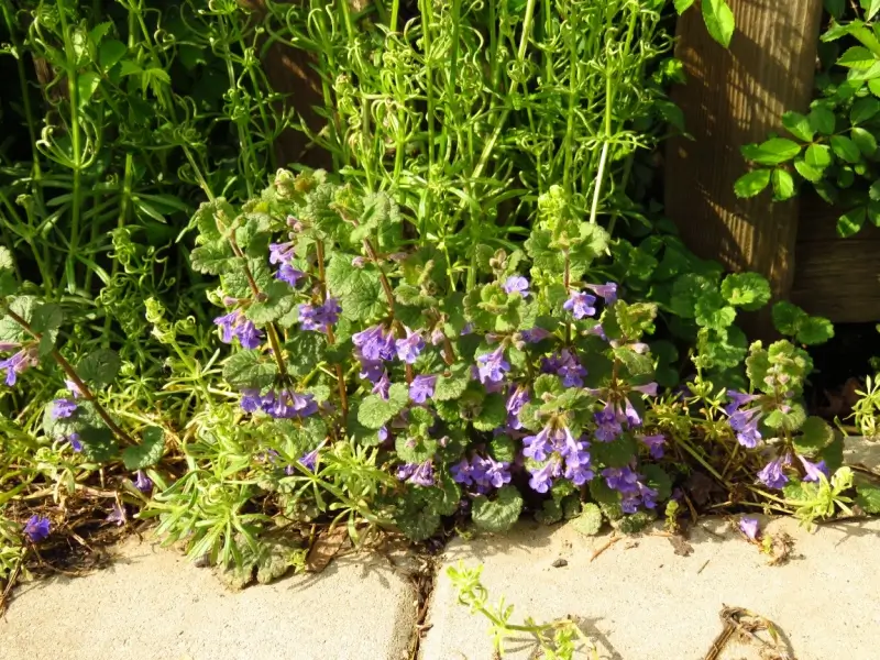 Creeping charlie weed growing on a concrete walkway.