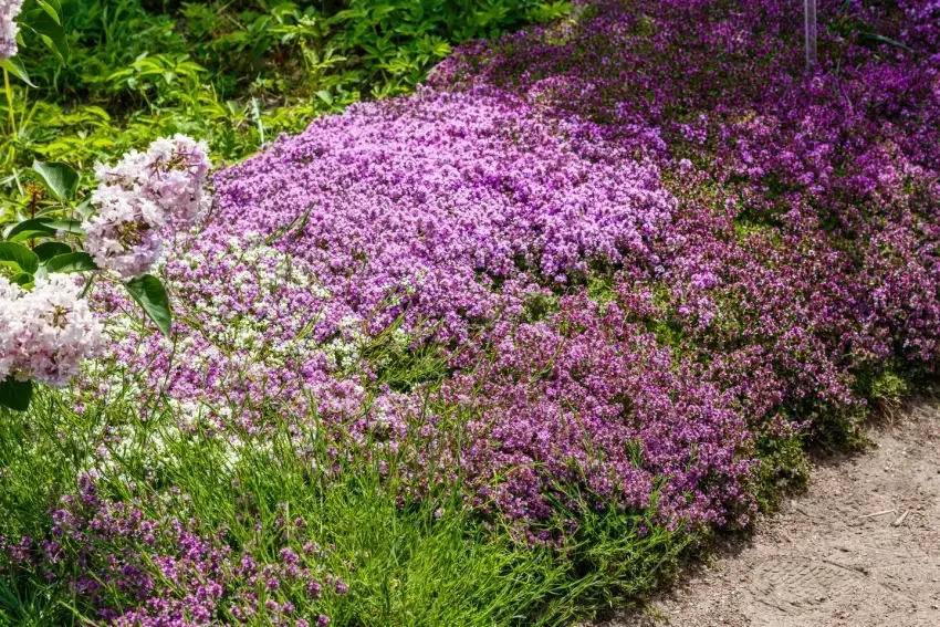 Creeping thyme ground cover in a garden.