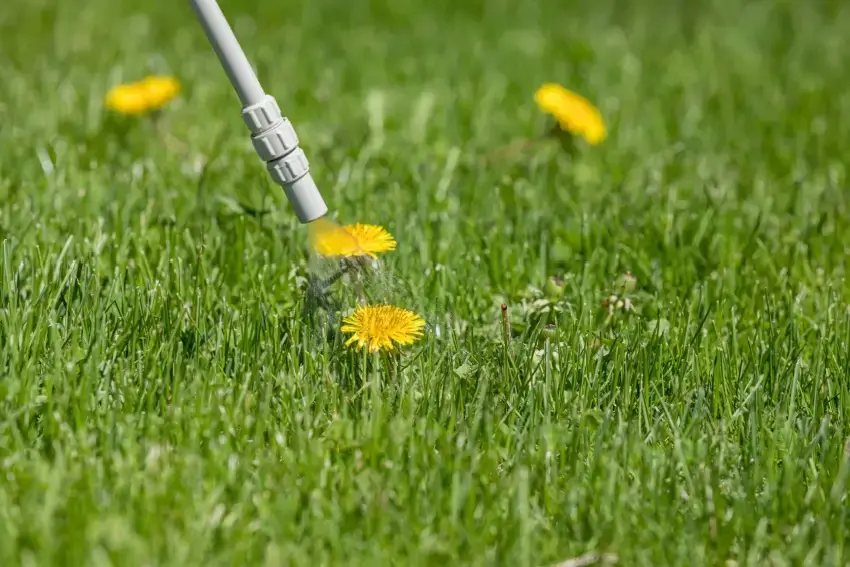 Dandelion being sprayed with herbicide.